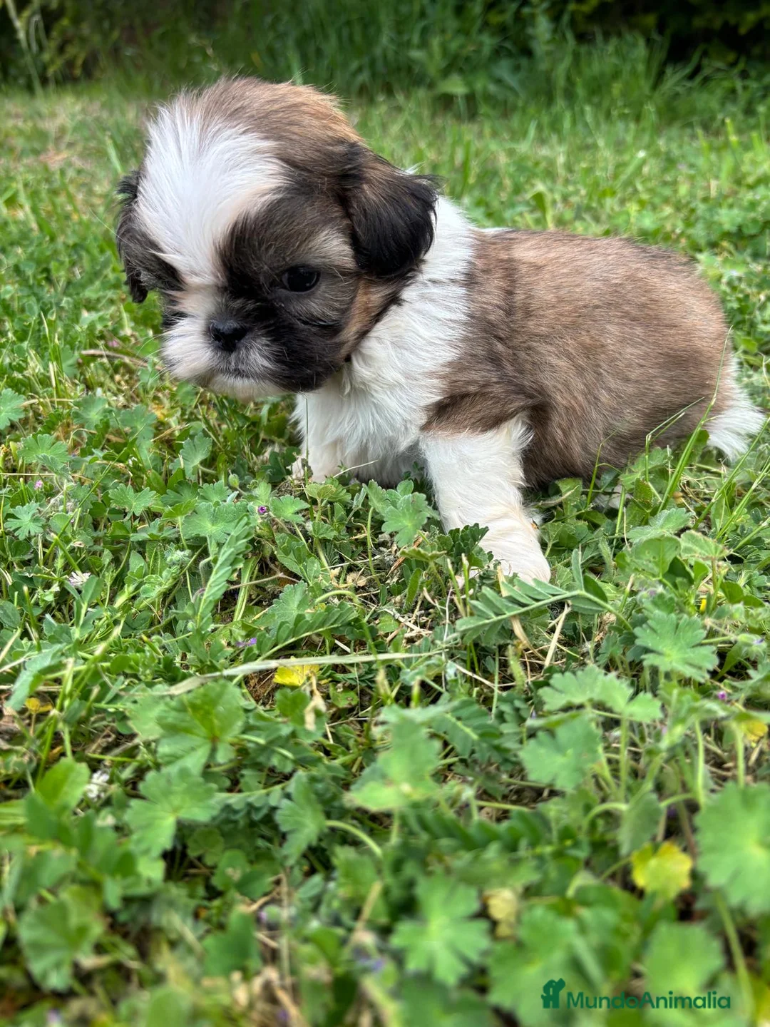 Shih Tzu perros en venta: Shih Tzu listos para entregar !! - Anuncio 9