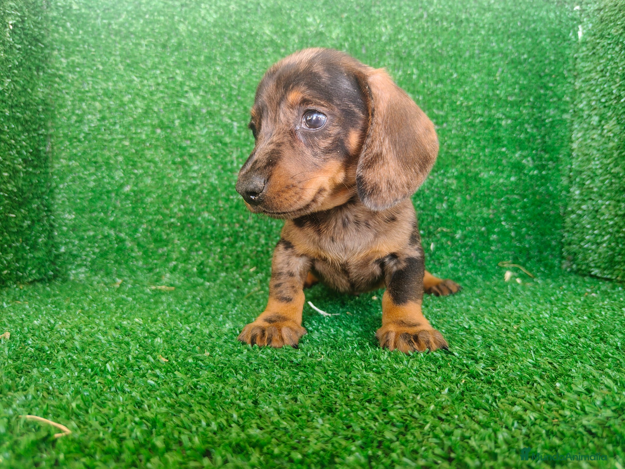 Teckel Miniatura perros en venta: Teckel miniatura  - Anuncio 12