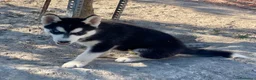Husky Siberiano perros en venta: Husky siberiano  - Anuncio 3