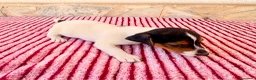 Jack Russell Terrier perros en venta: Jack Russell terrier  - Anuncio 14
