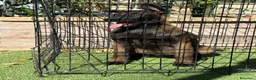 Pastor Belga Malinois perros en venta: Cachorra pastor belga Malinois  - Anuncio 8