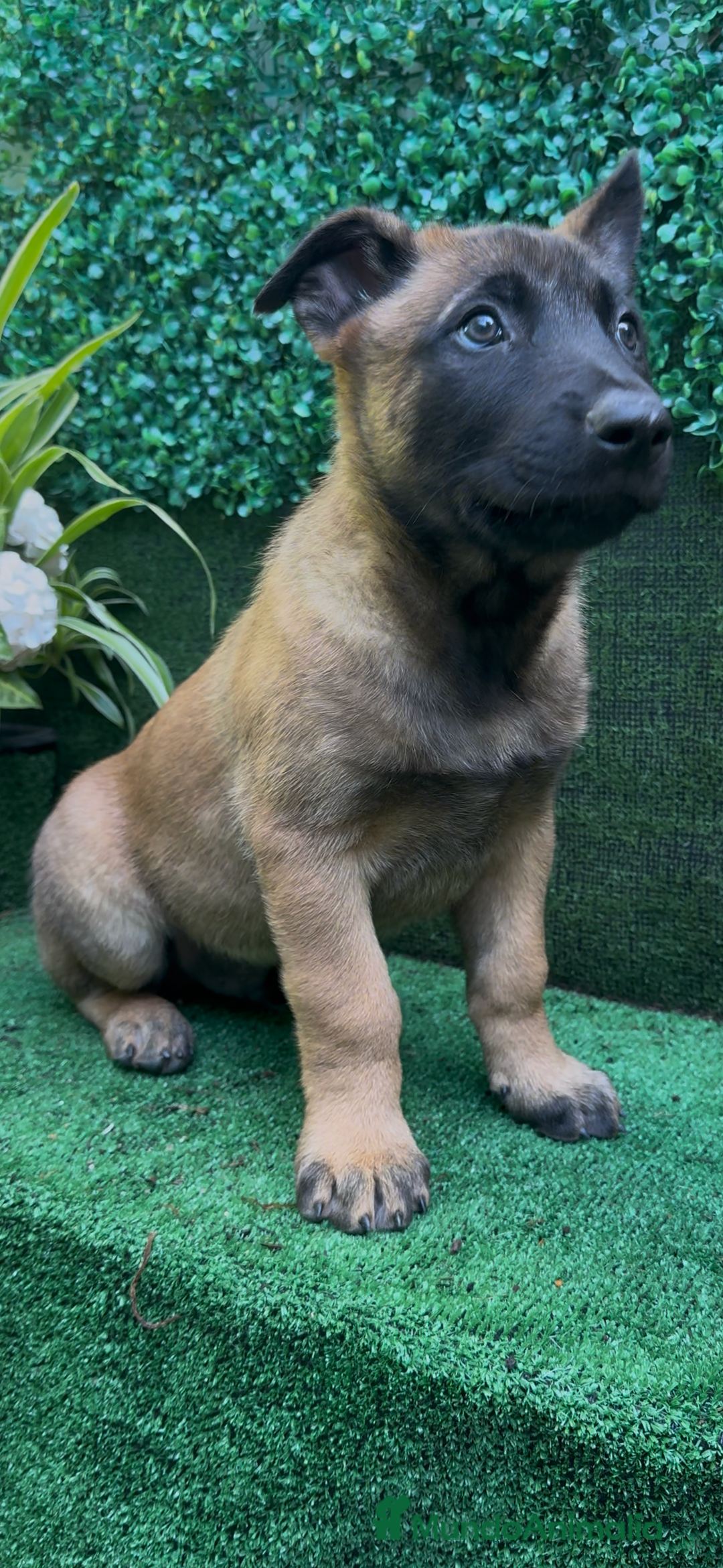 Pastor Belga Malinois perros en venta: Pastor Belga Malinois - Anuncio 25