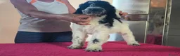 Caniche Gigante perros en venta: Caniches gigantes  - Anuncio 13