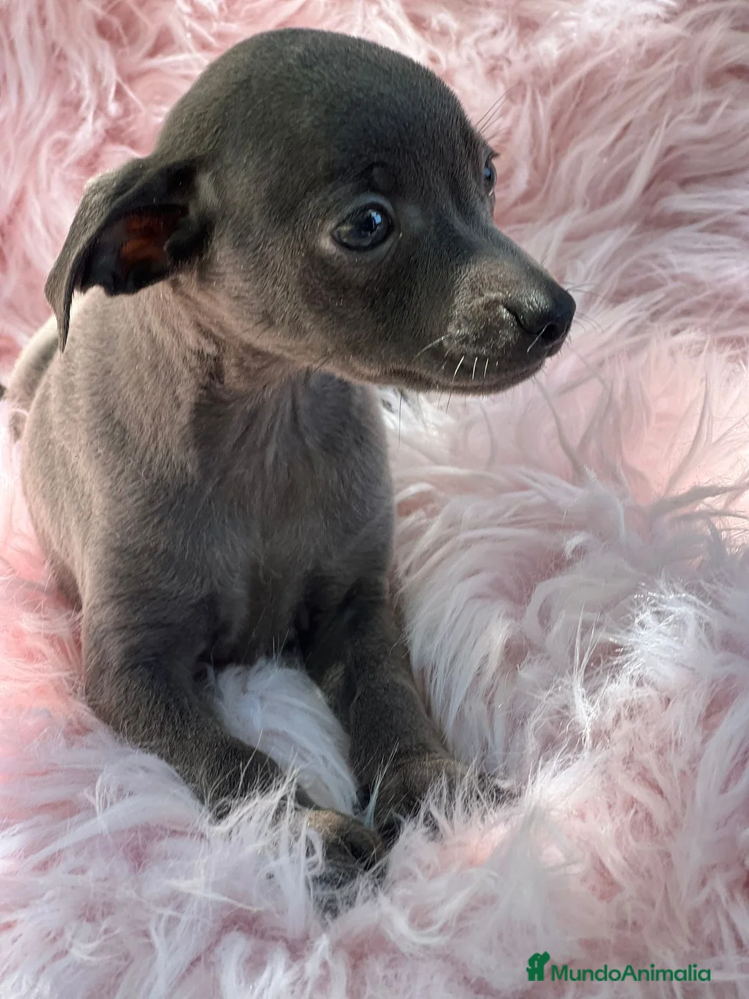 Pequeño Lebrel Italiano perros en venta: Piccolo Italiano  en Barcelona - Anuncio 4