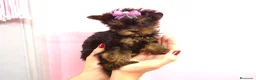Yorkshire Terrier perros en venta: Yorkshire Terrier - Anuncio 7