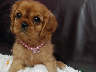 Cavalier King Charles Spaniel perros Cavalier hembra ruby - Anuncio 1