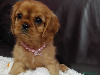Cavalier King Charles Spaniel perros Cavalier hembra ruby - Anuncio 2
