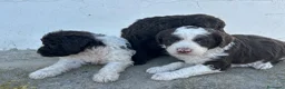 Perro de Agua Español perros en venta: Perros de agua Máxima calidad Espectaculares - Anuncio 7