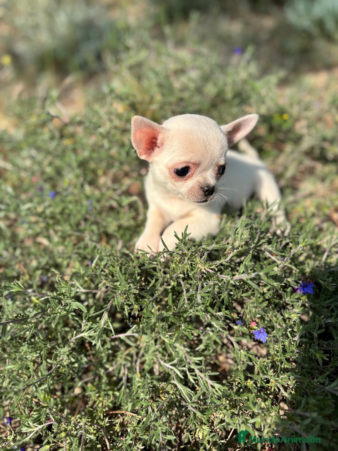 Chihuahua perros en venta: Chihuahua cabeza Manzana  - Anuncio 4