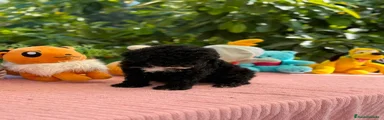 Perro de Agua Español 2