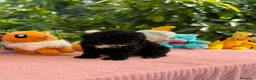 Perro de Agua Español perros en venta: Perro de aguas - Anuncio 4