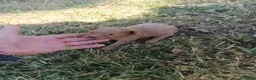 Caniche Toy perros en venta: Caniche toys machos - Anuncio 7