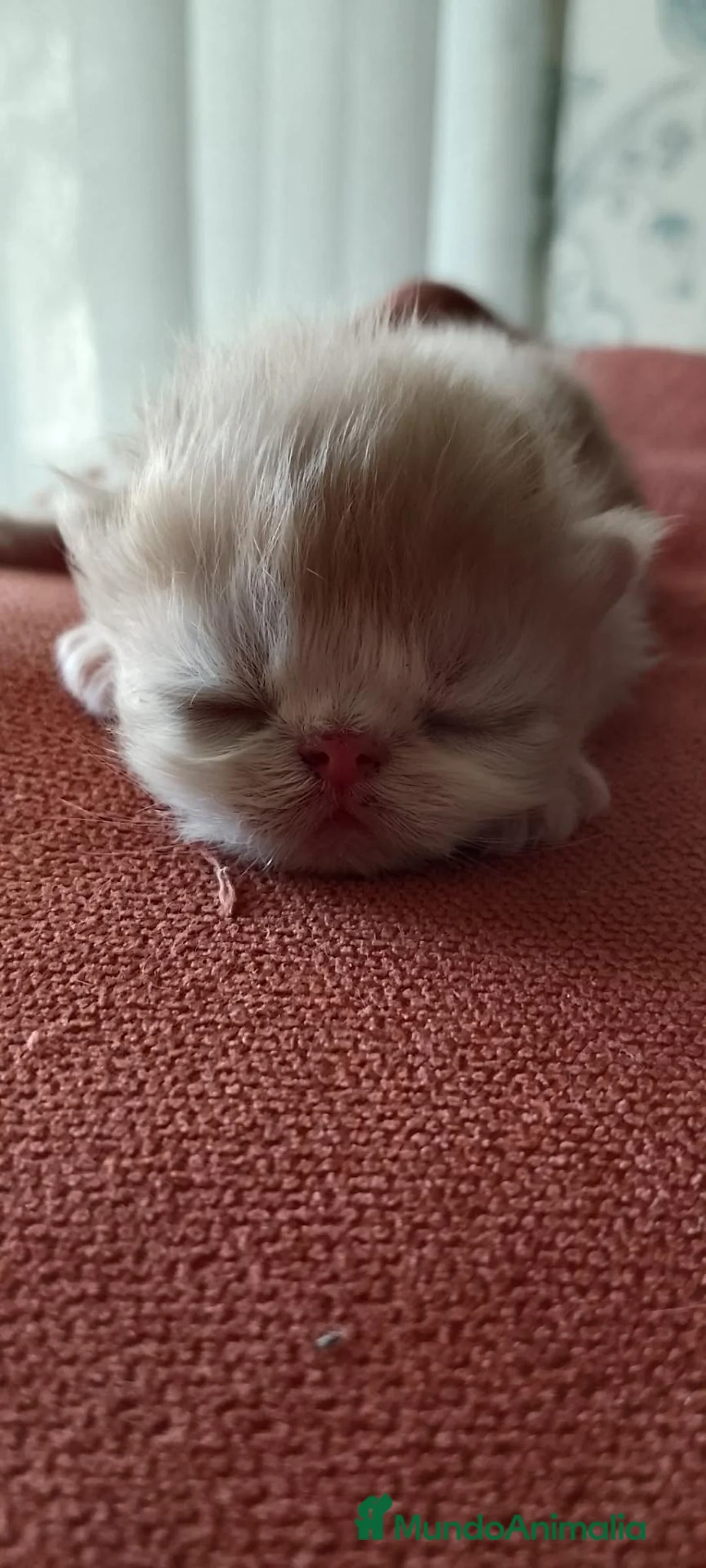 Persa gatos en venta: Persas en Jaén - Anuncio 1