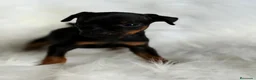 Pinscher Miniatura perros en venta: MINIPINSCHER DISPONIBLES - Anuncio 5