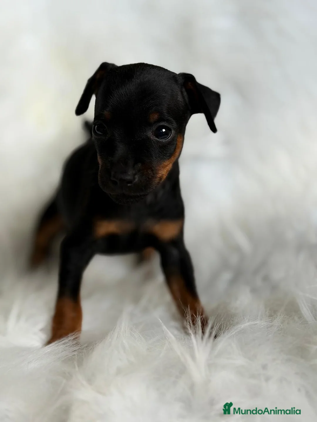 Pinscher Miniatura perros en venta: MINIPINSCHER DISPONIBLES - Anuncio 5
