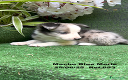 Border Collie perros en venta: BORDER COLLIE DE VILLA BIZNAGA - Imagen 26