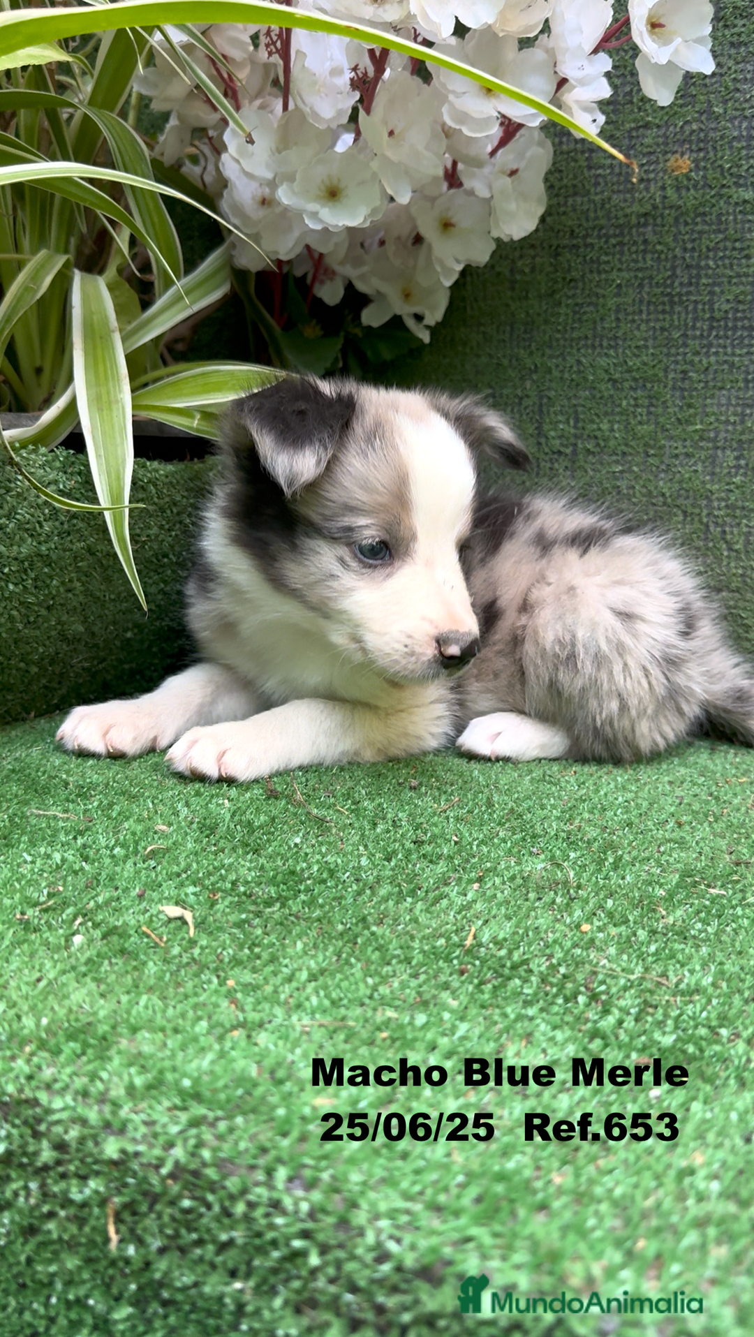 Border Collie perros en venta: BORDER COLLIE DE VILLA BIZNAGA - Imagen 26