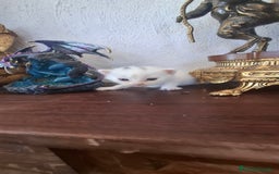 Europeo de Pelo Corto gatos en venta: Gatito blanco pelo semilargo - Imagen 3