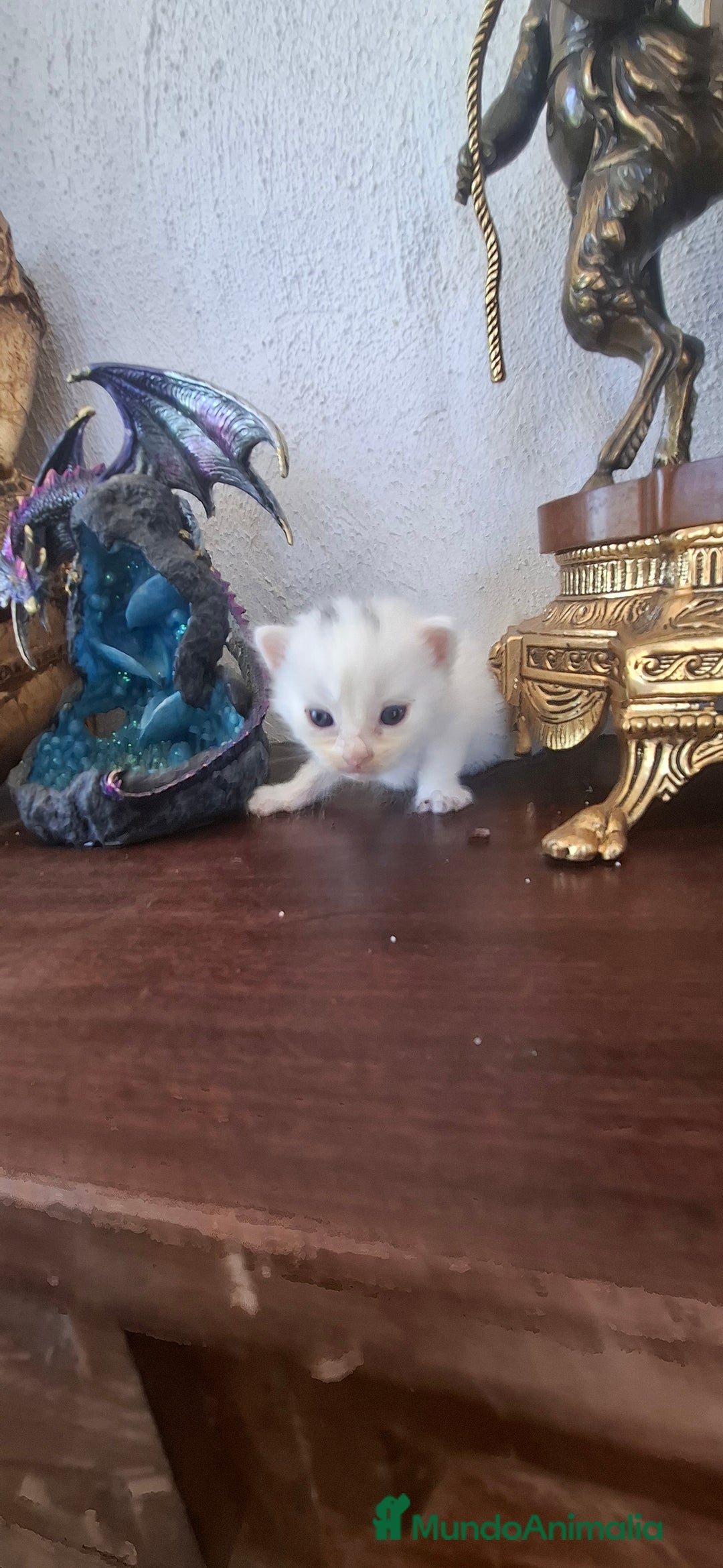 Europeo de Pelo Corto gatos en venta: Gatito blanco pelo semilargo - Imagen 3