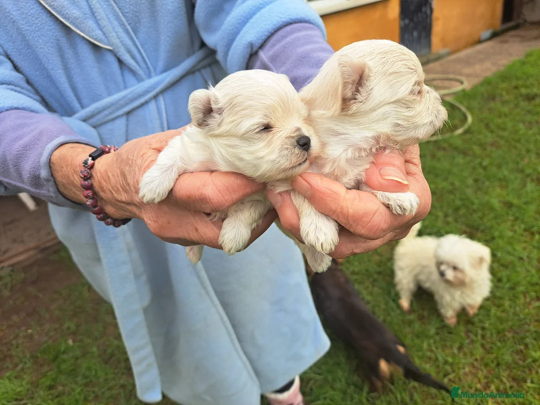 Bichón Maltés perros en venta: Bichon maltes  - Anuncio 3