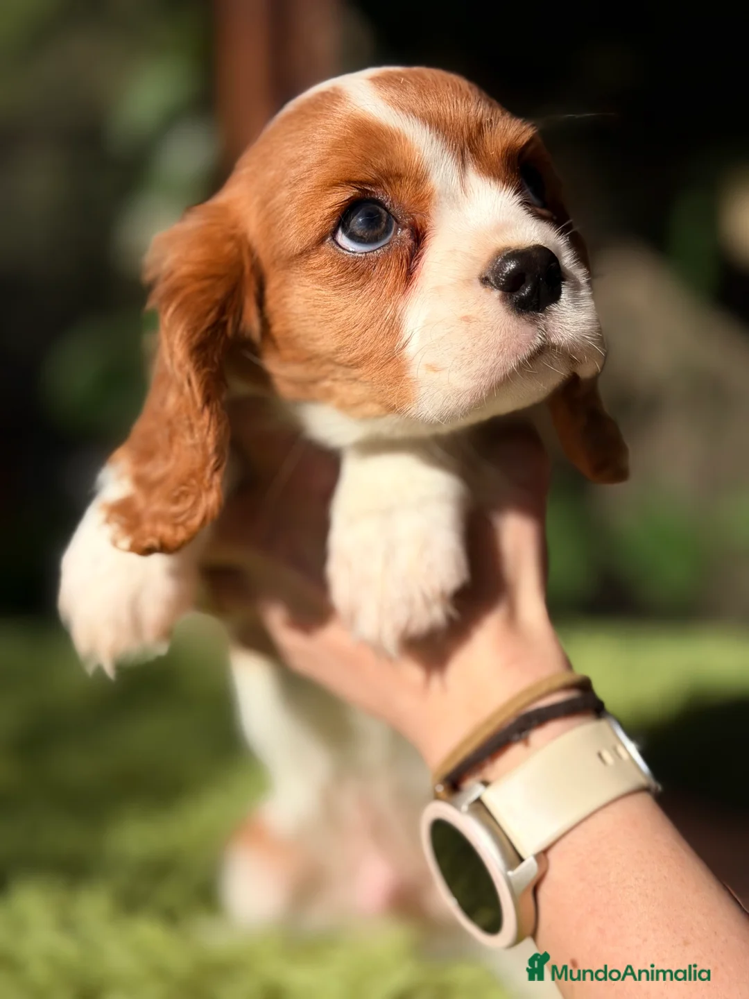 Cavalier King Charles Spaniel perros en venta: Cavalier King Blenheim  - Anuncio 6