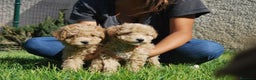 Caniche Toy perros en venta: Cachorros de Caniche disponibles, somos criadores en Madrid - Anuncio 14