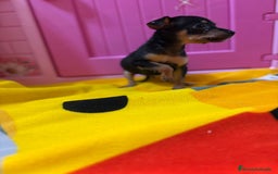 Ratón de Praga perros en venta: Ratón de Praga  - Imagen 7