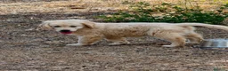 Golden Retriever perros en venta: Golden Retriever línea inglesa  - Anuncio 3