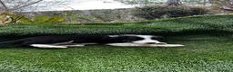 Border Collie perros en venta: Border collies de calidad  - Anuncio 5