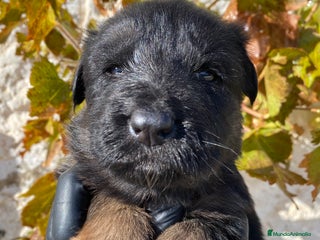 Pastor Alemán perros Cachorras de pastor alemán pelo largo - Anuncio 7