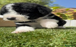 Perro de Agua Español perros en venta: PERRO DE AGUA RABON - Imagen 10
