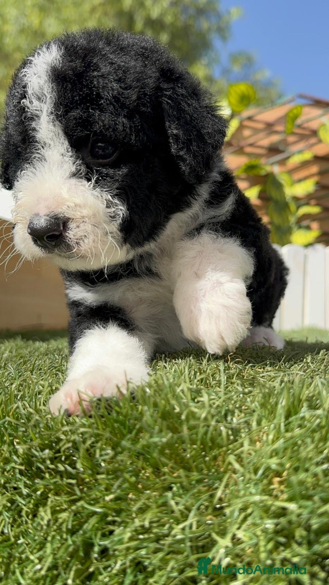 Perro de Agua Español perros en venta: PERRO DE AGUA RABON - Imagen 10