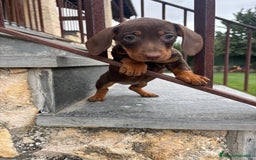 Teckel Miniatura perros en venta: Preciosas hembras salchicha - Imagen 2