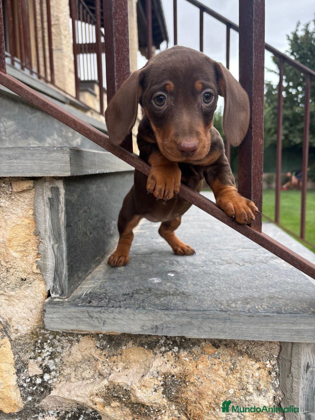 Teckel Miniatura perros en venta: Preciosas hembras salchicha - Imagen 2