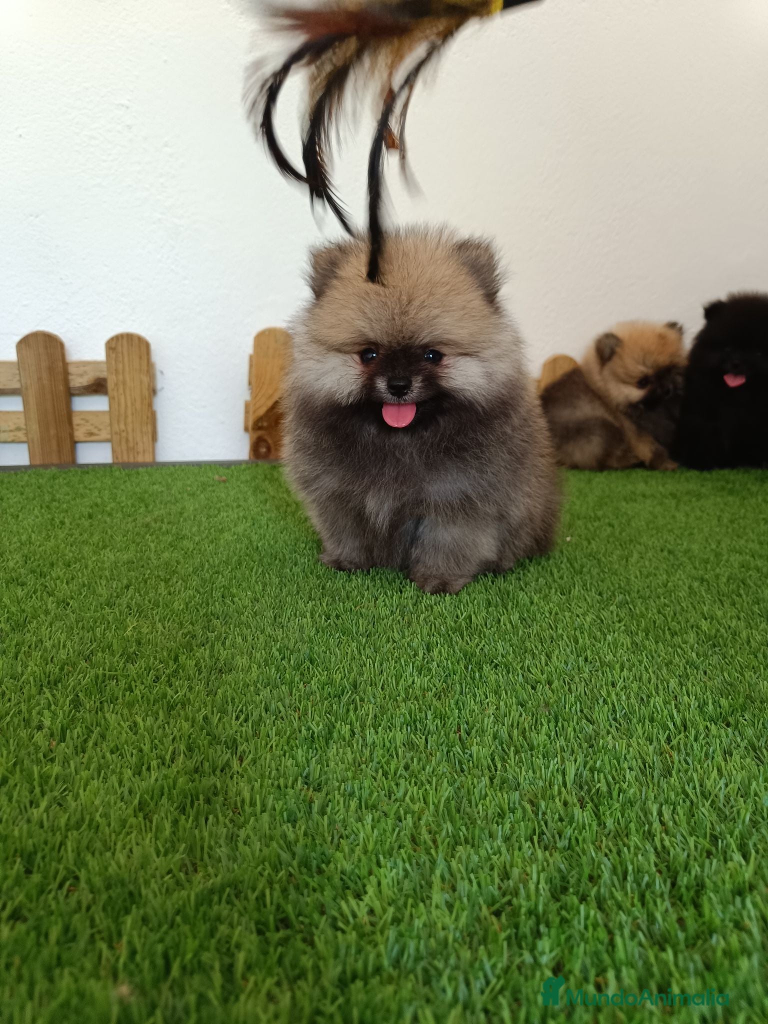 Pomerania perros Pomerania hembra  - Anuncio 2