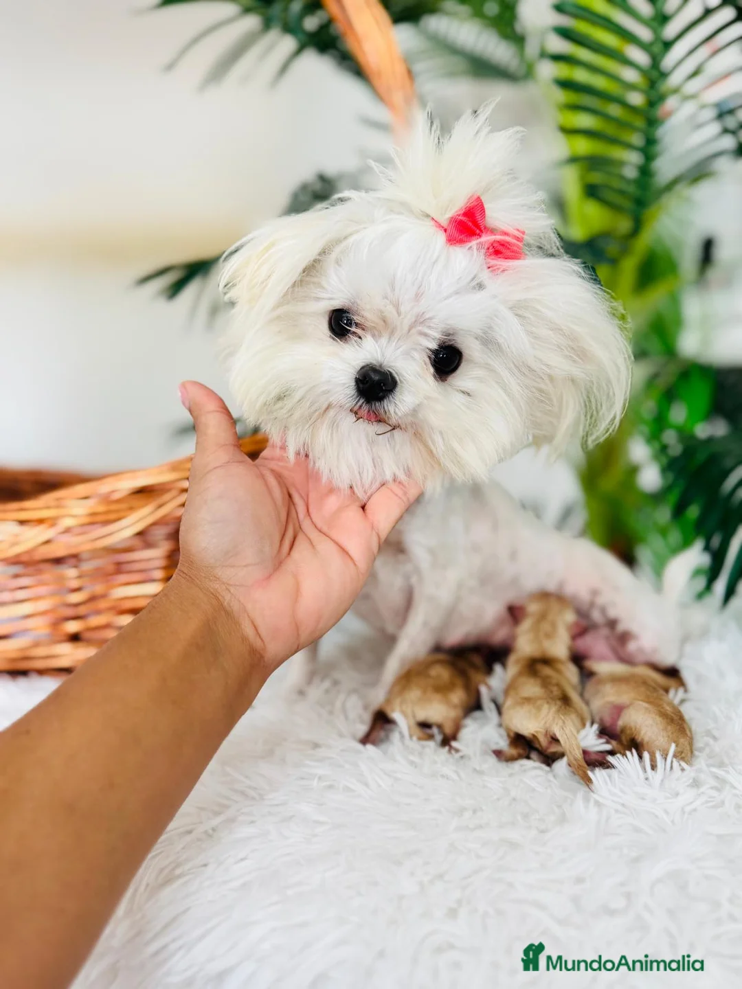 Maltipoo perros en venta: MALTIPOO HEMBRA TOY - Anuncio 2