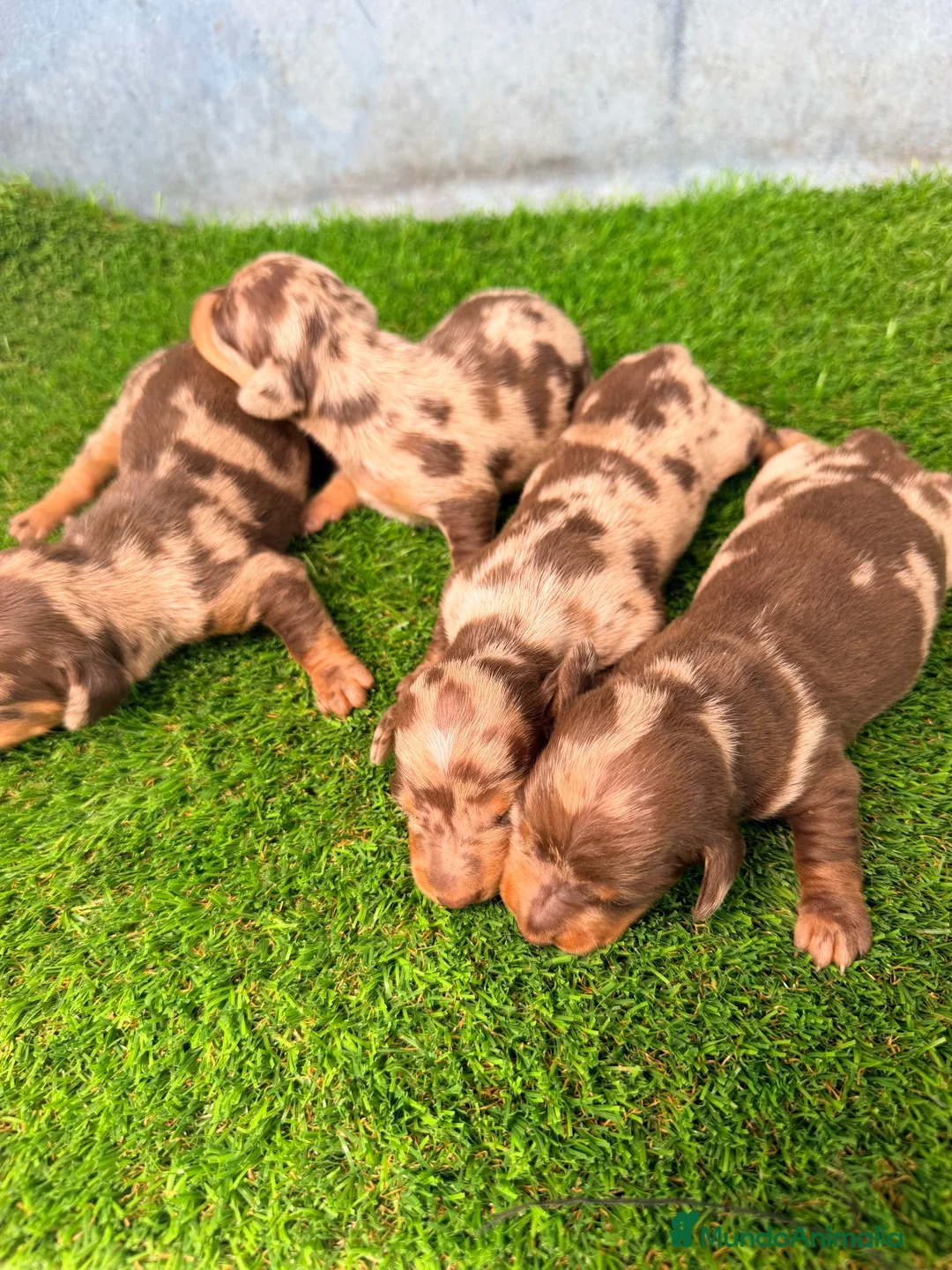 Teckel Miniatura perros en venta: TECKELS MINIATURA  - Anuncio 2