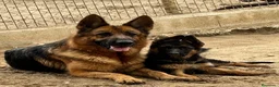 Pastor Alemán perros en venta: CACHORROS DE PASTOR ALEMAN - Anuncio 6