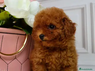 Caniche Toy perros caniche rojo toy asiáticos - Anuncio 1