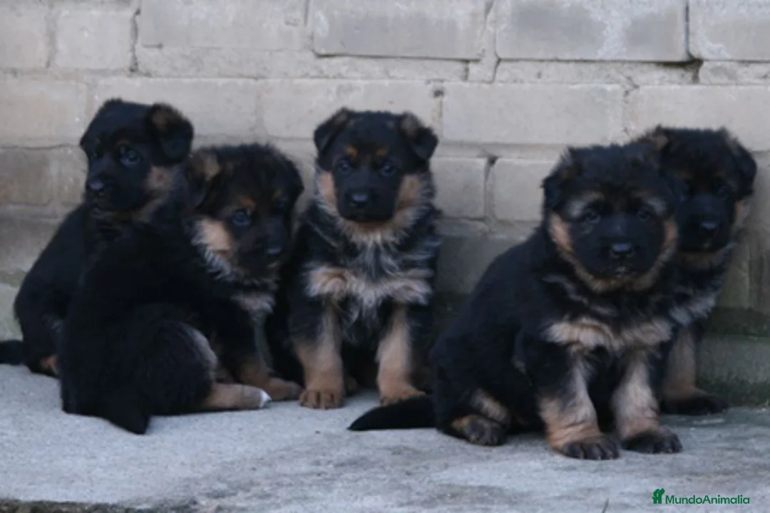 Pastor Alemán perros en venta: Excelentes cachorros de Pastor Aleman  - Anuncio 4