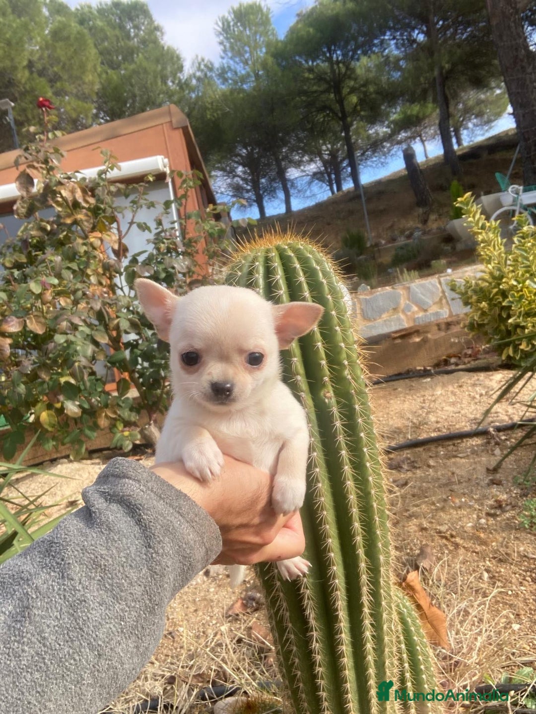 Chihuahua perros en venta: Chihuahuas (hembra disponible ) - Anuncio 1
