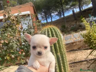 Chihuahua perros Chihuahuas (hembra disponible ) - Anuncio 38