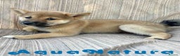 Shiba Inu perros en venta: Shiba Inu Hembra 7187 - AQUANATURA en Barcelona - Anuncio 4
