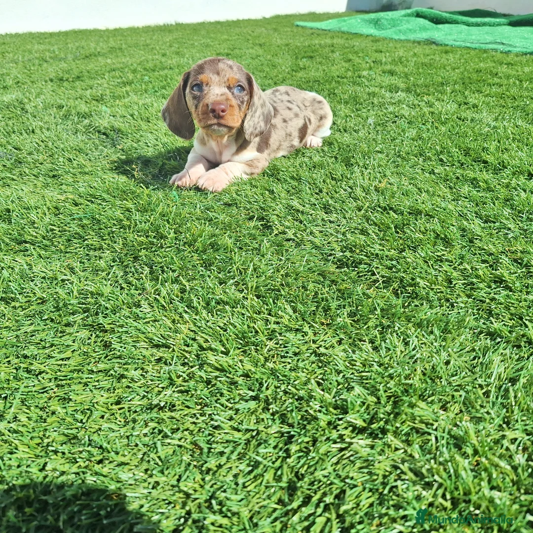 Teckel perros en venta: TECKEL MINIATURA & KANINCHEN ARLEQUIN - Anuncio 1