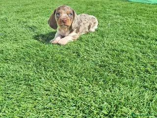 Teckel perros TECKEL MINIATURA & KANINCHEN ARLEQUIN - Anuncio 3