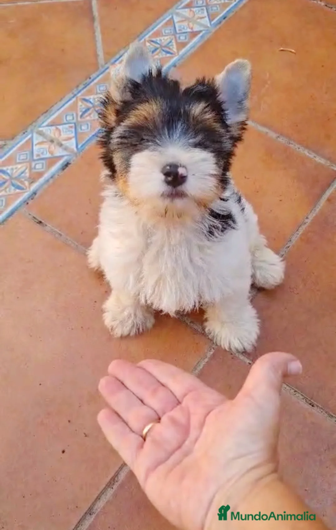 Raza Mixta perros en venta: Yorkshire Bieber  - Anuncio 2