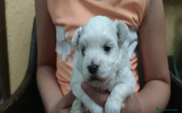 Bichón Maltés perros en venta: Maltés Toy. Macho disponible - Imagen 2