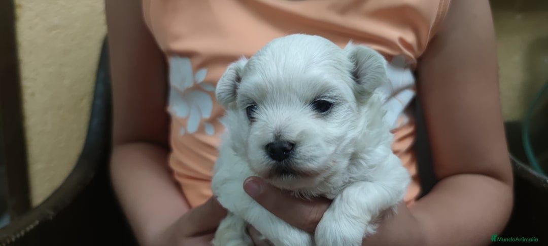 Bichón Maltés perros en venta: Maltés Toy. Macho disponible - Imagen 2