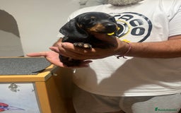 Teckel Miniatura perros en venta: Teckel mini - Imagen 6
