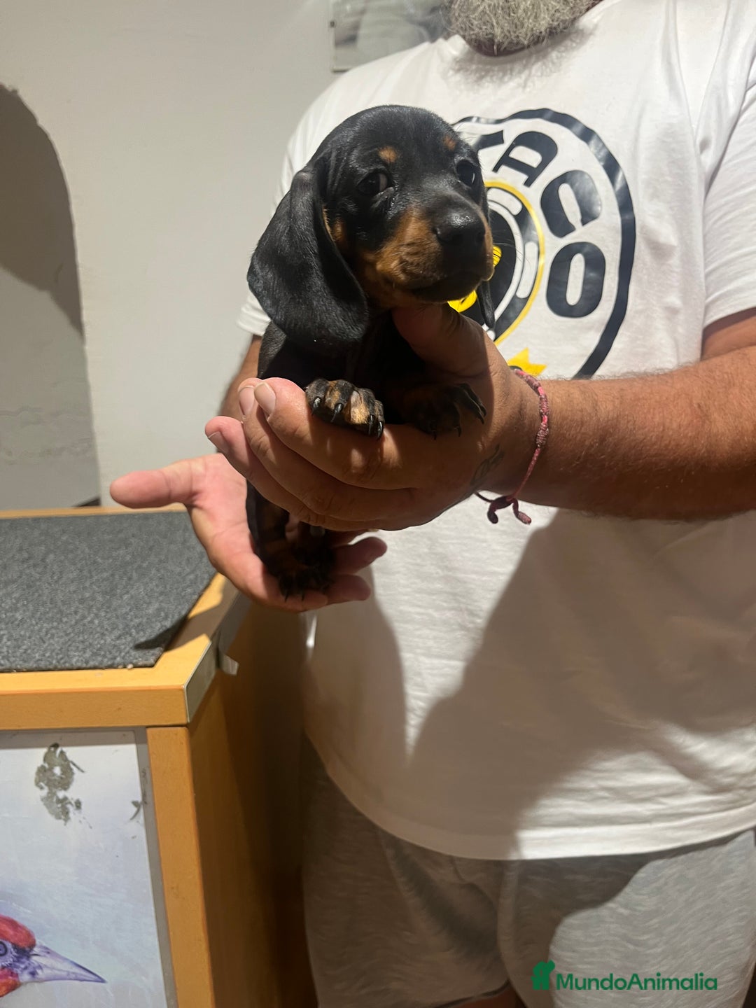 Teckel Miniatura perros en venta: Teckel mini - Imagen 6